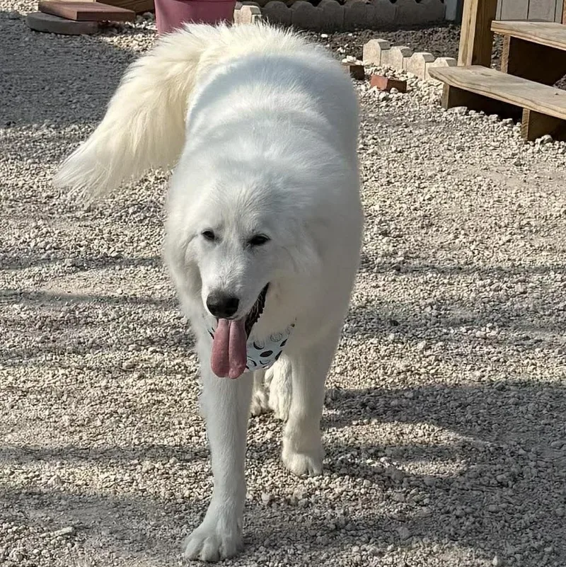 An adult large-sized male White / Cream Great Pyrenees dog named Jake for adoption in Corpus Christi, TX