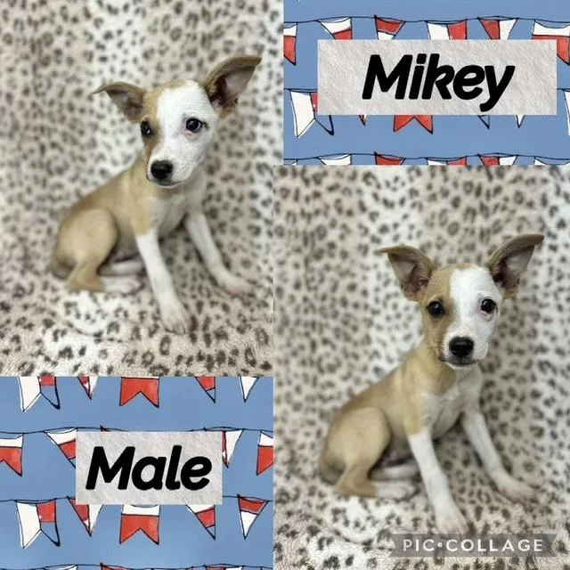 A baby medium-sized female Terrier dog named Mikey for adoption in Manchester, CT