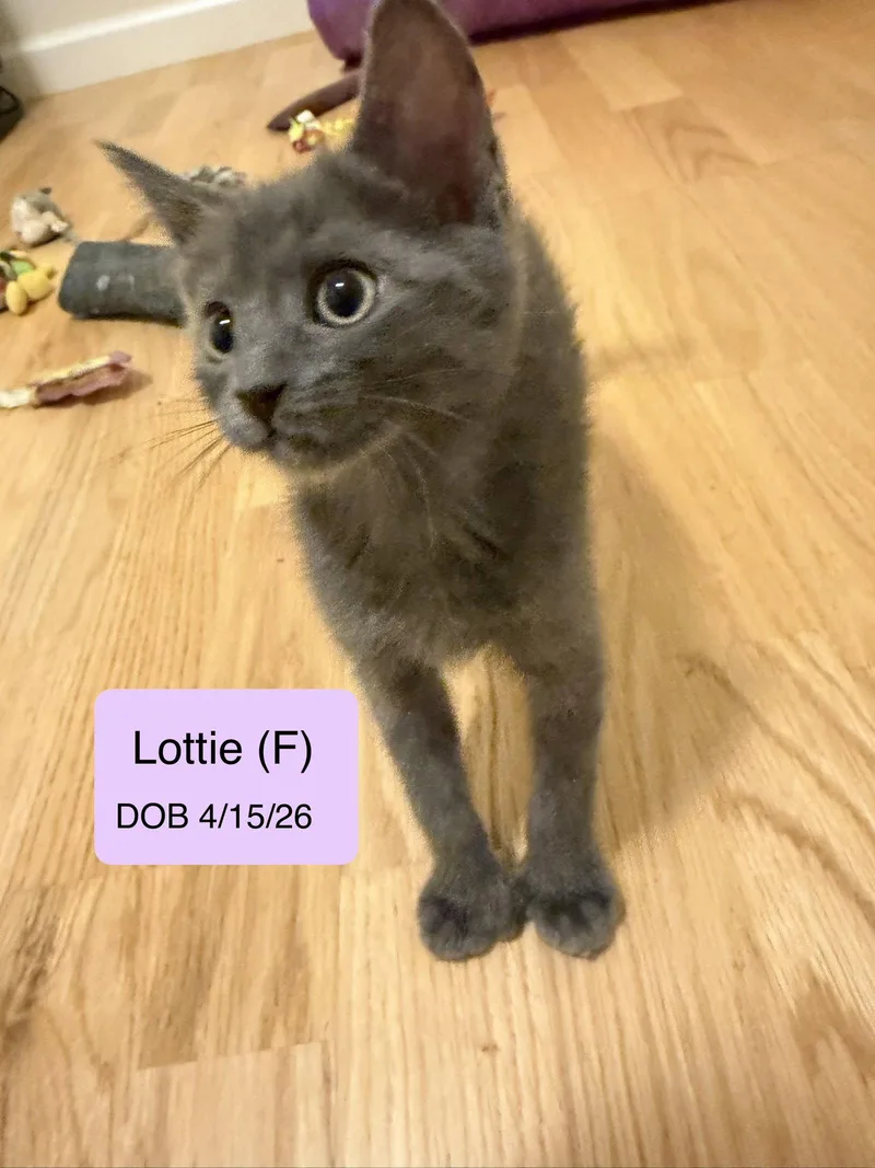 A baby medium-sized female Gray / Blue / Silver Domestic Short Hair cat named Lottie for adoption in Vacaville, CA