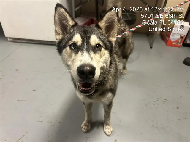 A young large-sized female Siberian Husky dog named Genesis for adoption in Ocala, FL