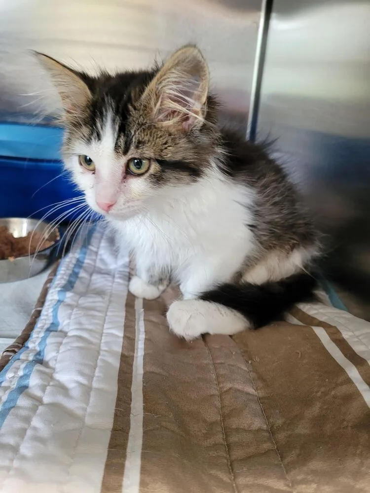 A baby small-sized female Domestic Medium Hair cat named Louann for adoption in Linton, IN