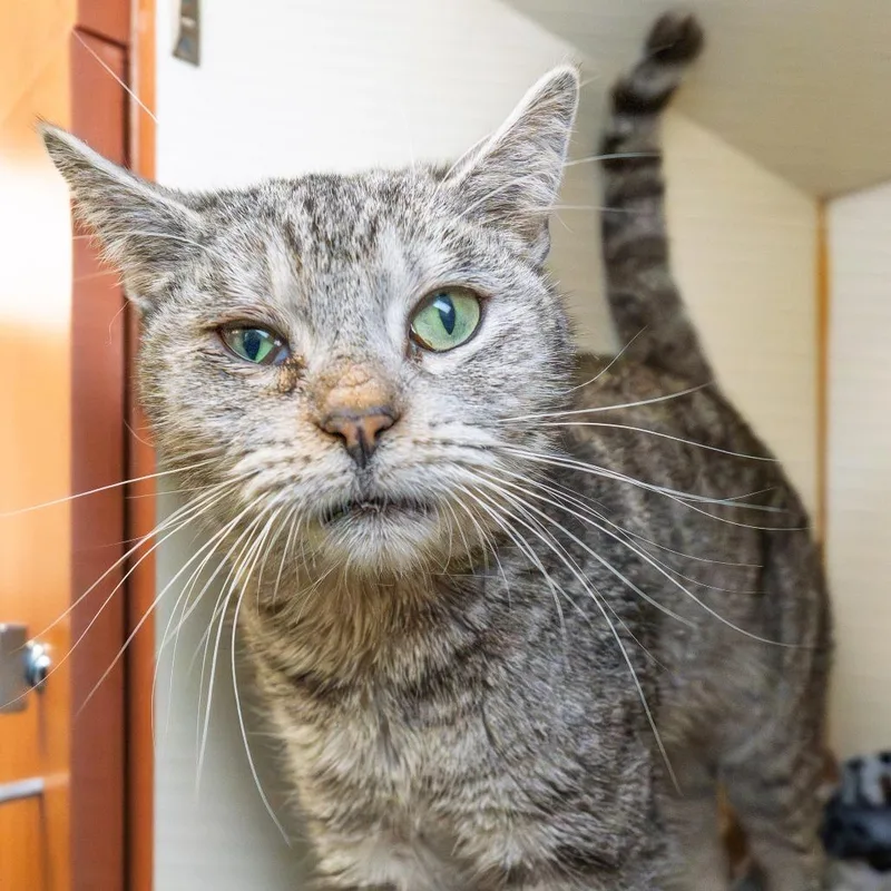 An adult medium-sized female Gray / Blue / Silver Domestic Short Hair cat named Tiny for adoption in South Elgin, IL