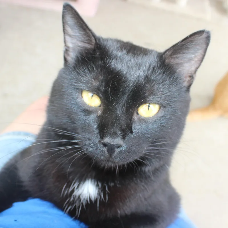 An adult medium-sized male Black Domestic Short Hair cat named Boomer for adoption in Huron, SD