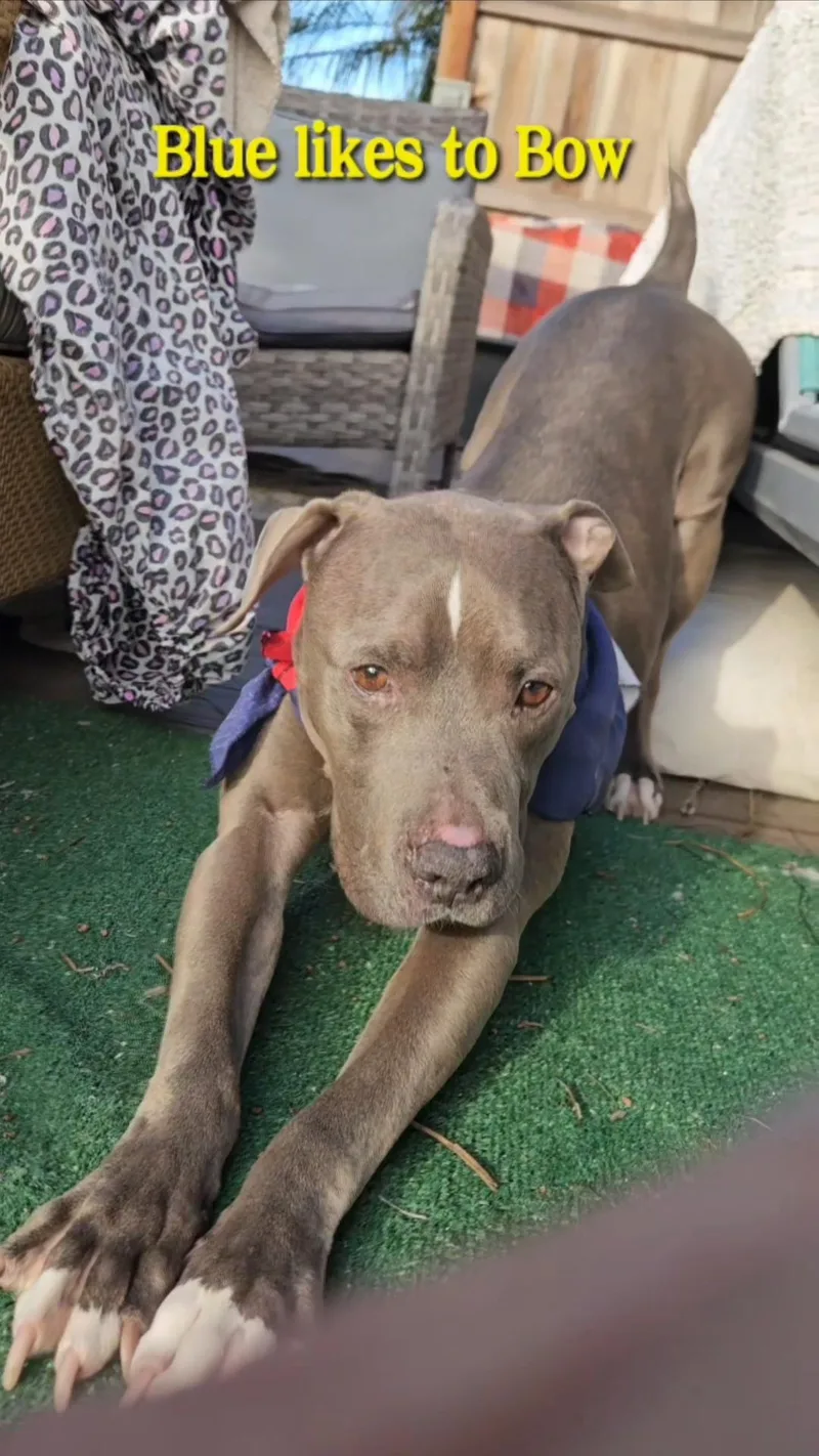 Blue Sweet Esa thumbnail 2