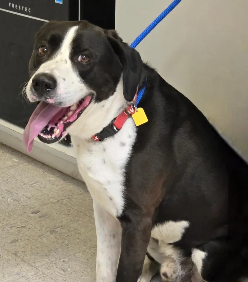 A young medium-sized male Border Collie dog named Rising Star for adoption in Sandusky, OH