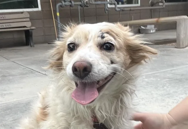 An adult small-sized male Cardigan Welsh Corgi dog named Pigeon for adoption in Tucson, AZ