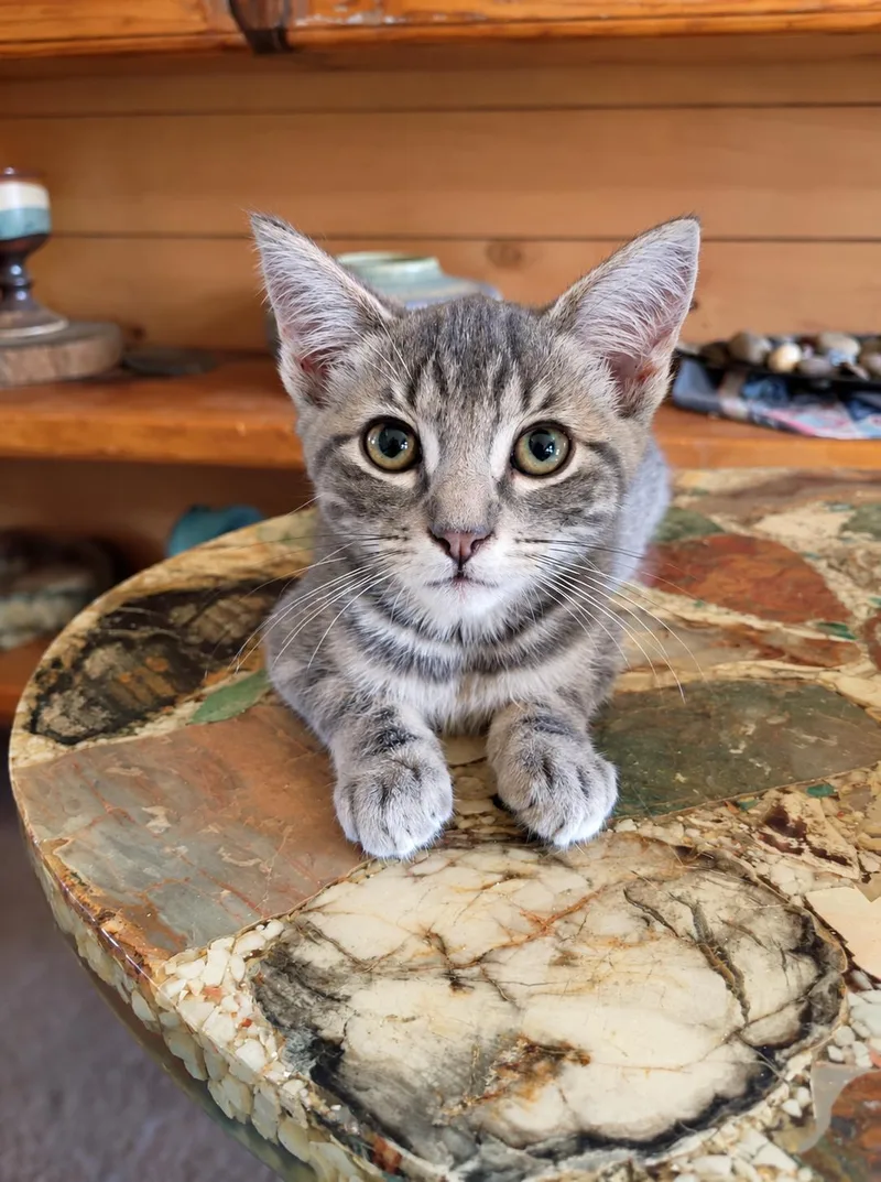 A baby medium-sized female Gray & White Tabby cat named Camry for adoption in Santa Cruz, CA