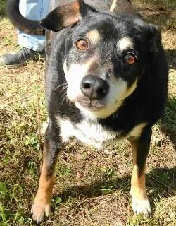 A senior large-sized male Tricolor (Brown, Black, & White) German Shepherd Dog dog named Alvey for adoption in Frankston, TX