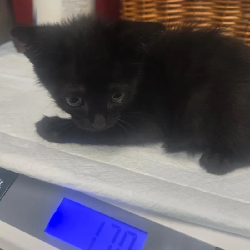 A baby small-sized male Black Domestic Short Hair cat named George for adoption in Milton, FL