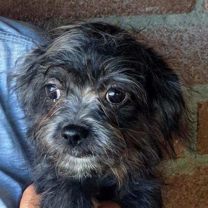 A baby small-sized male Yorkshire Terrier dog named Sprocket for adoption in Tucson, AZ