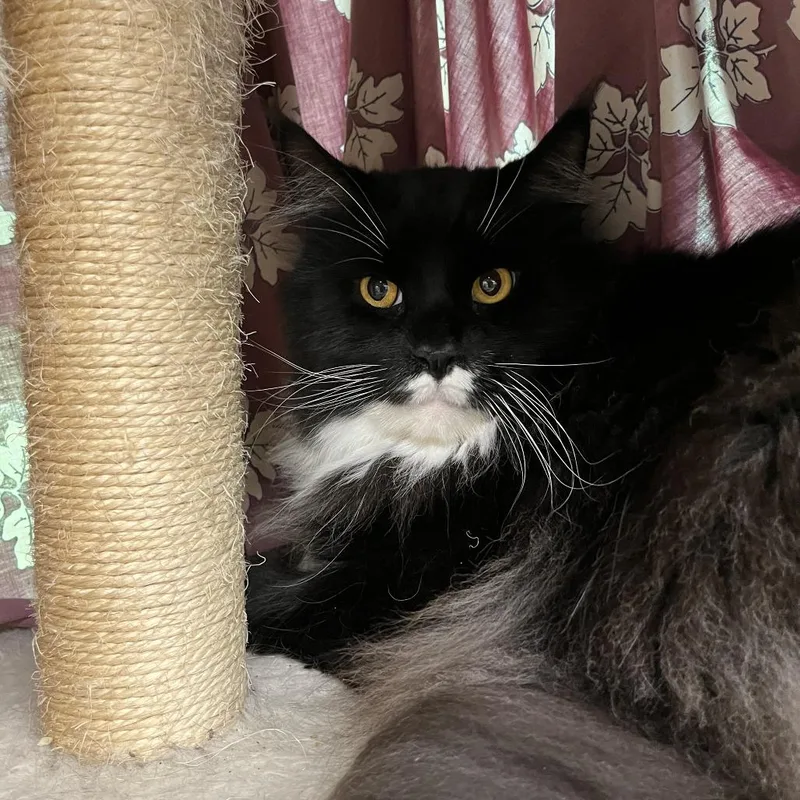 An adult large-sized male Black Maine Coon cat named Teddy for adoption in Bedford, NH