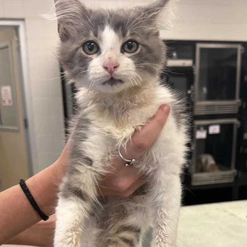 A baby small-sized male Domestic Long Hair cat named Bentley for adoption in Kearney, NE
