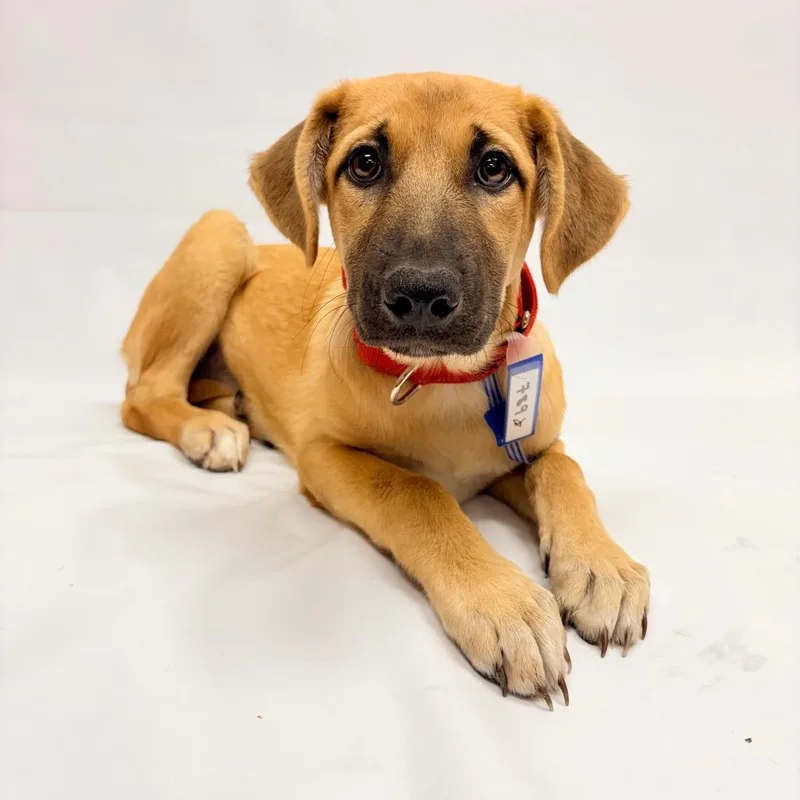 A baby medium-sized female German Shepherd Dog dog named Astin for adoption in Parker, CO