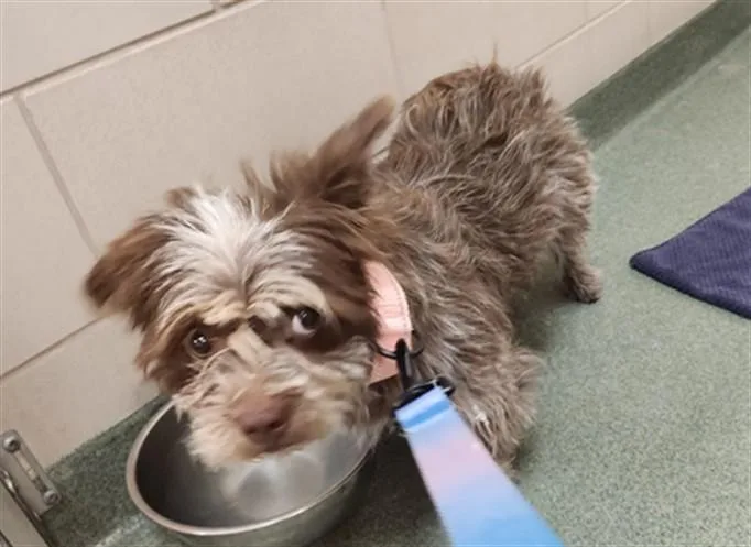 An adult small-sized female Mixed Breed dog named A for adoption in Santa Fe, NM