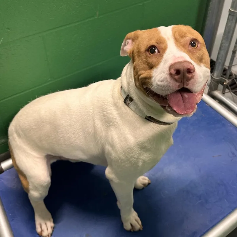 An adult medium-sized male White / Cream Terrier dog named Elmer for adoption in Mount Vernon, IN