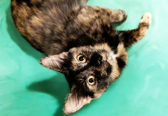 A young medium-sized female Domestic Short Hair cat named Esmeralda for adoption in Fort Lauderdale, FL