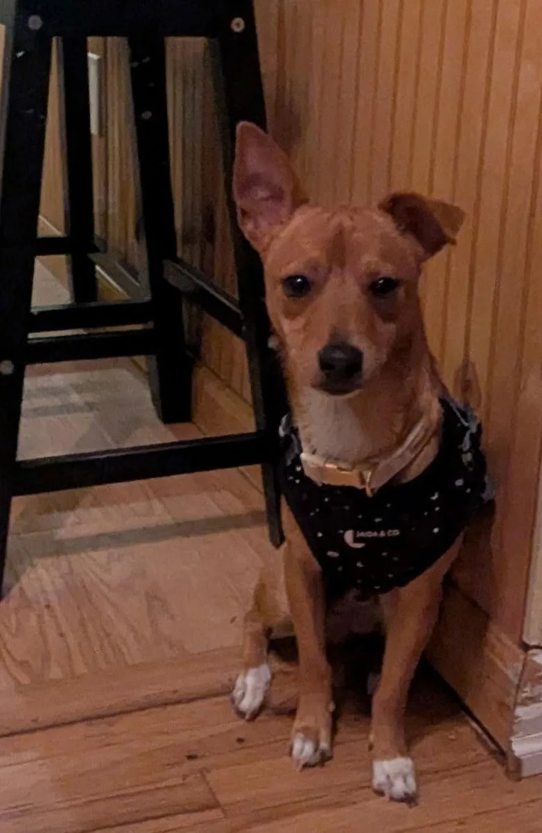 A young small-sized male Chihuahua dog named Bucee for adoption in Morganville, NJ