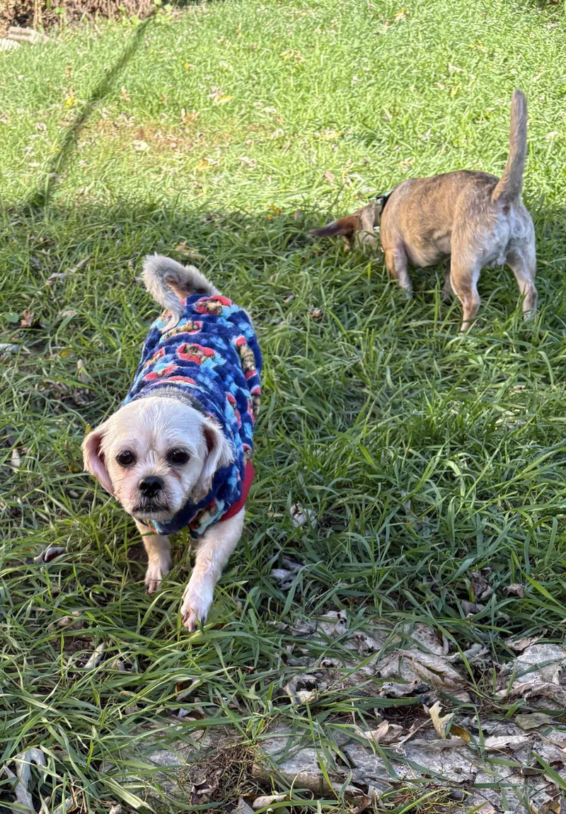 An adult small-sized male Chihuahua dog named Pugsley for adoption in Wheaton, IL
