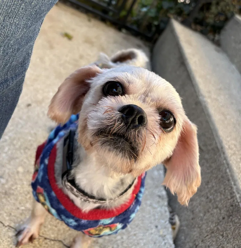 Pugsley thumbnail 2