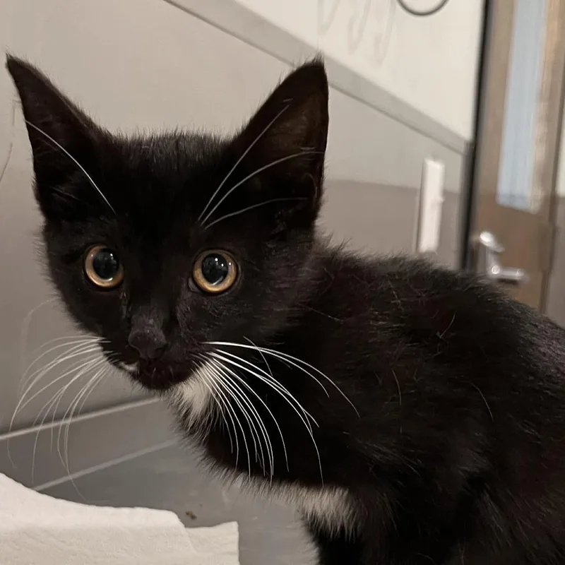 A baby small-sized male Black Domestic Short Hair cat named Crumble for adoption in Washburn, MO