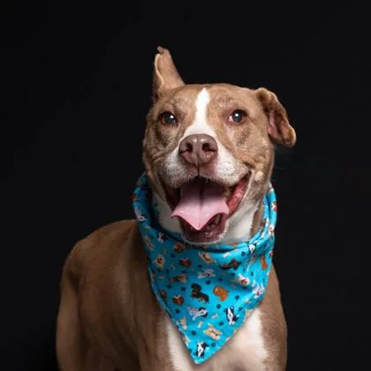 An adult medium-sized male Mixed Breed dog named Virgil for adoption in Atlanta, GA