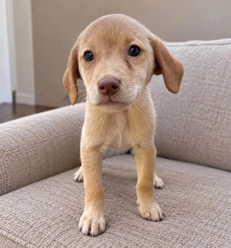 A baby small-sized male Mixed Breed dog named Aspen for adoption in Long Island City, NY