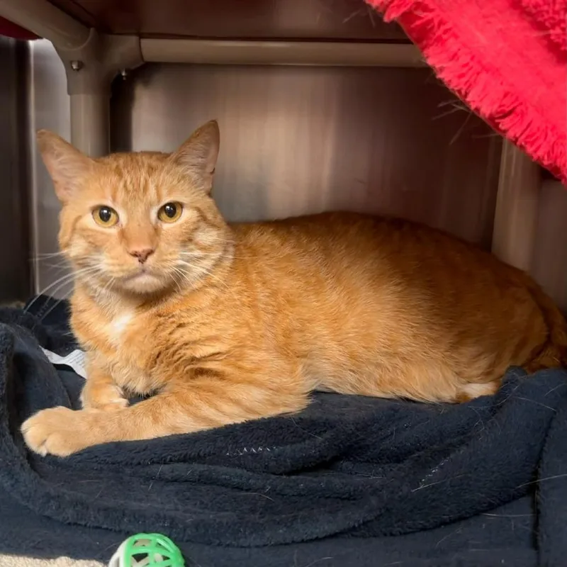 An adult extra large-sized male Orange / Red Domestic Short Hair cat named Toothless for adoption in Springfield, MA