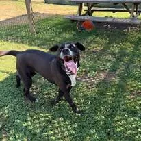 A young medium-sized male Black Labrador Retriever dog named Cody for adoption in Cranston, RI