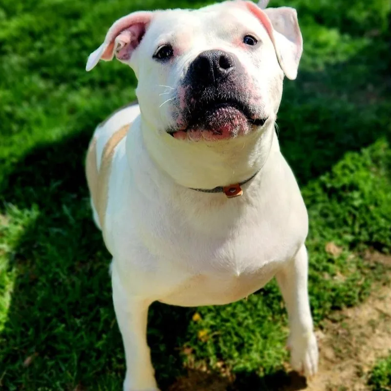 An adult large-sized female White / Cream Pit Bull Terrier dog named Maizy for adoption in Stanley, VA