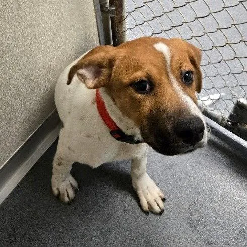 A baby large-sized male Hound dog named Pr Hooch for adoption in Glen Allen, VA