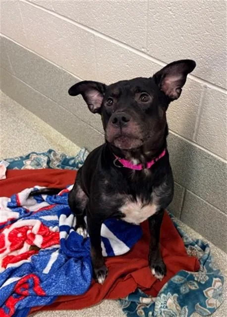 A young medium-sized female Labrador Retriever dog named Harley for adoption in Statesville, NC