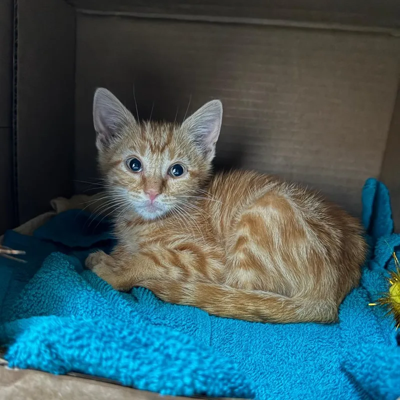 A baby small-sized male Orange / Red Domestic Short Hair cat named Bryan for adoption in Fredericksburg, TX