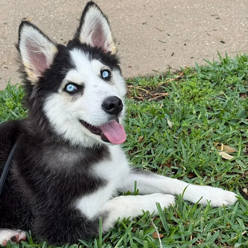A young medium-sized male Siberian Husky dog named Cappy for adoption in Crosby, TX
