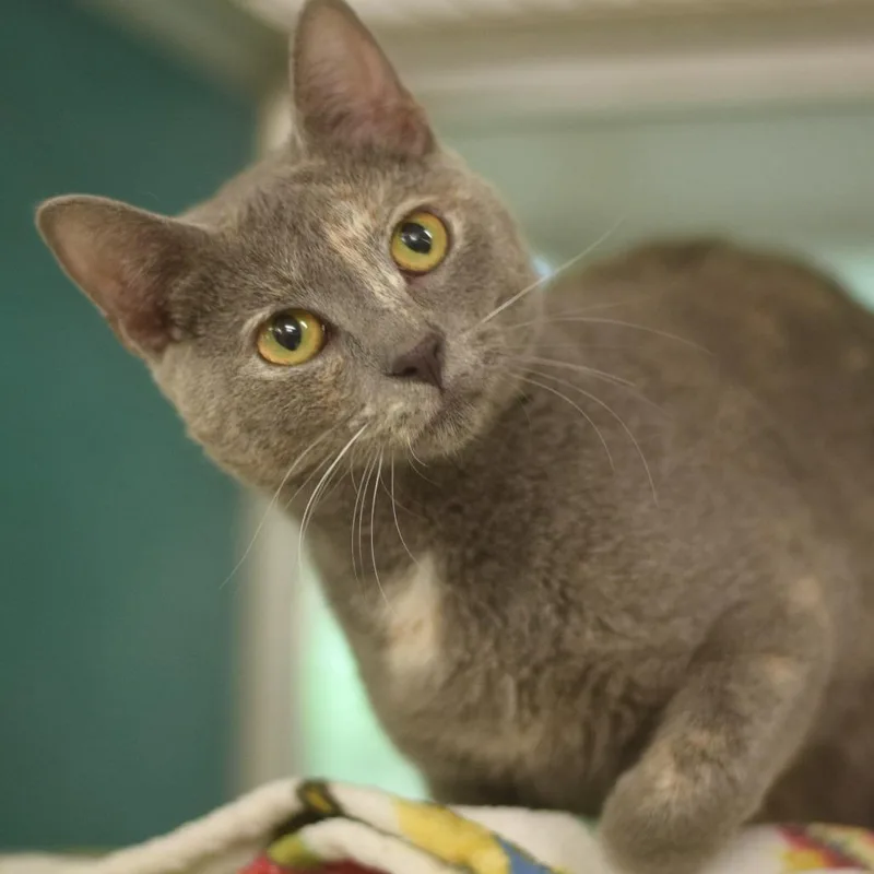 An adult medium-sized female Tortoiseshell Domestic Short Hair cat named Smokey for adoption in Belleville, IL