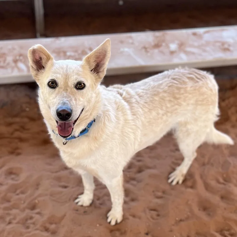 An adult medium-sized female White / Cream Cattle Dog dog named Elbe for adoption in Branford, CT