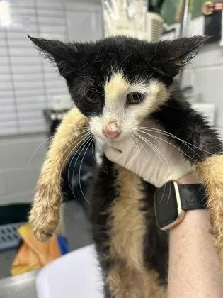 A baby small-sized male Domestic Short Hair cat named Pongo for adoption in West Chester, PA
