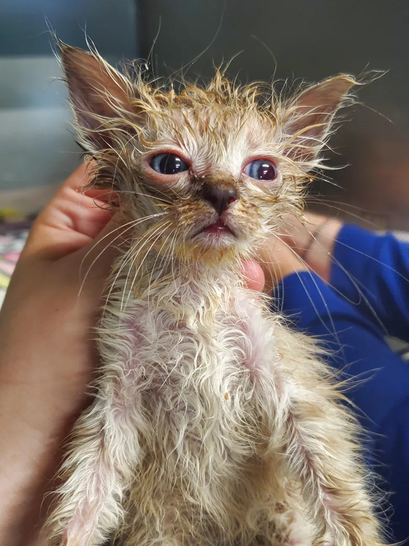 A baby small-sized female Domestic Short Hair cat named London for adoption in Wasilla, AK