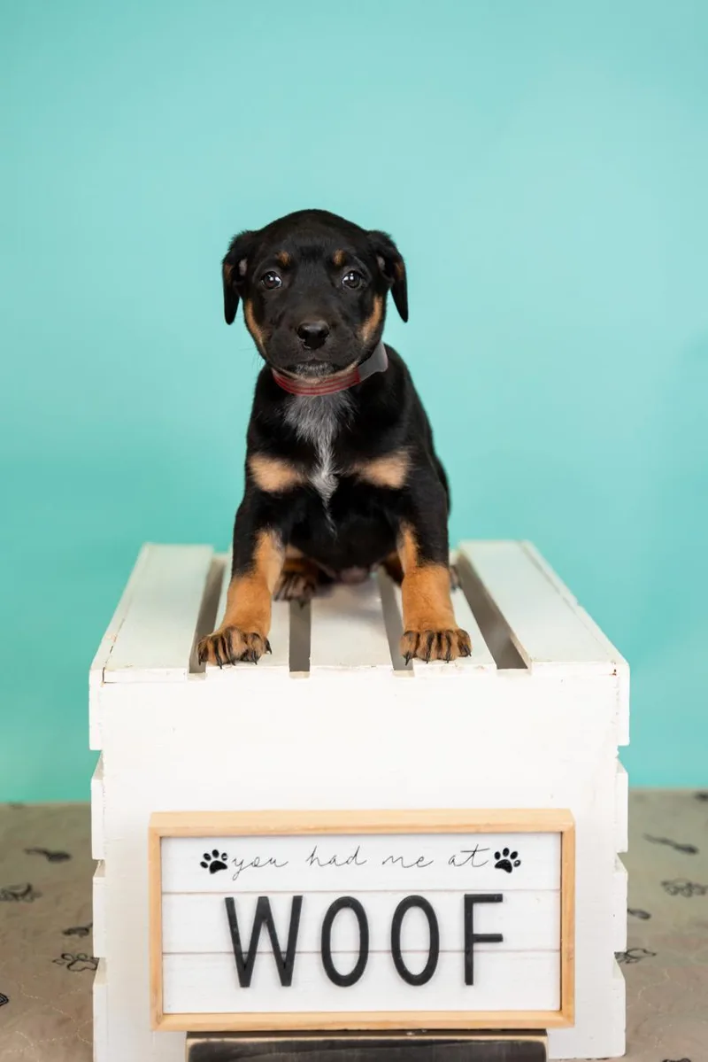A baby medium-sized female Shepherd dog named 327-26 for adoption in Brighton, CO