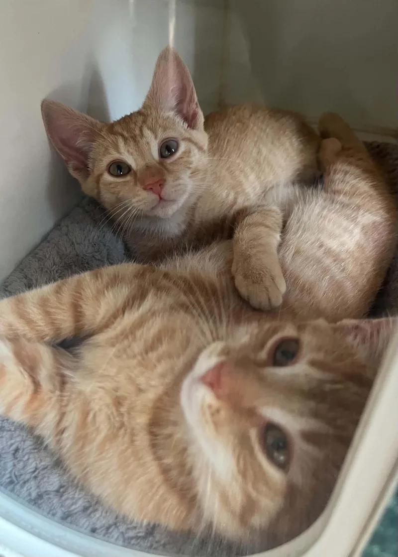 A baby medium-sized female Orange / Red Domestic Short Hair cat named Flower for adoption in Gettysburg, PA