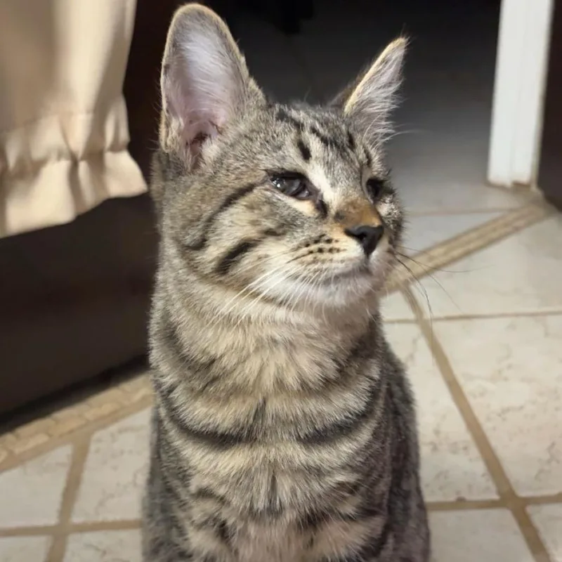 A baby small-sized male Brown / Chocolate Domestic Short Hair cat named Piccolo for adoption in Yuma, AZ
