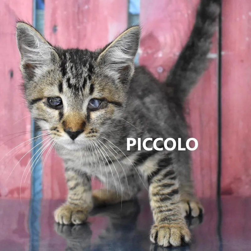 Piccolo thumbnail 2