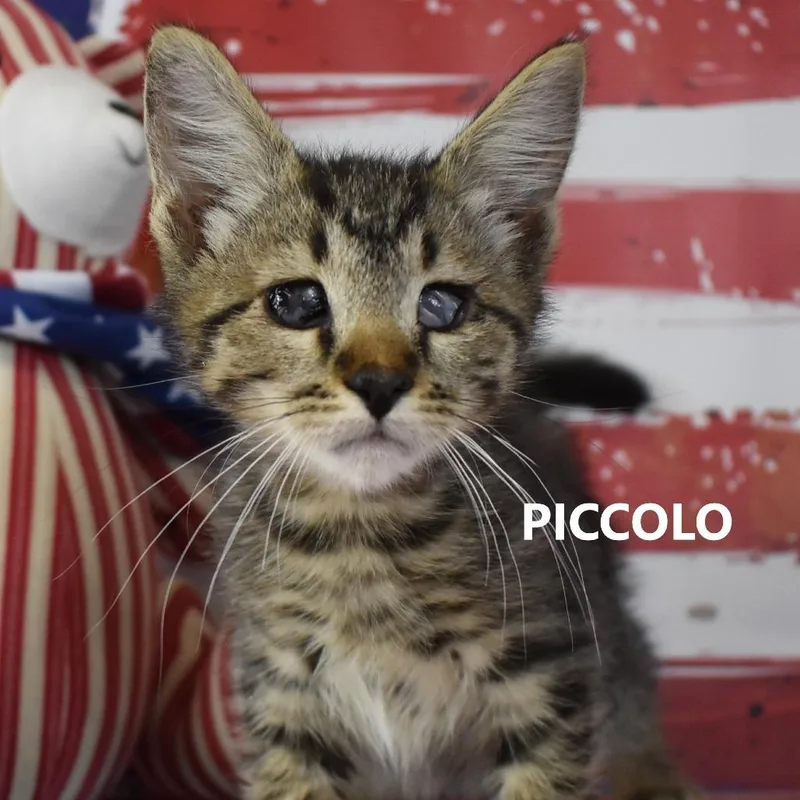 Piccolo thumbnail 3