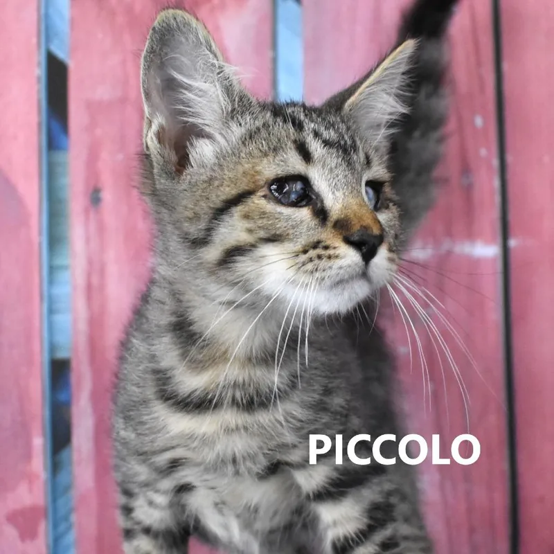 Piccolo thumbnail 4