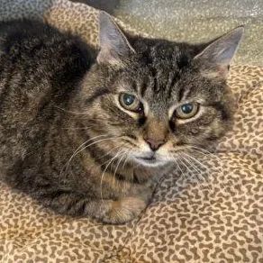 A senior medium-sized female Tabby (Buff / Tan / Fawn) Domestic Short Hair cat named Fondue for adoption in Chicago, IL