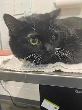 Luna Roo thumbnail 2