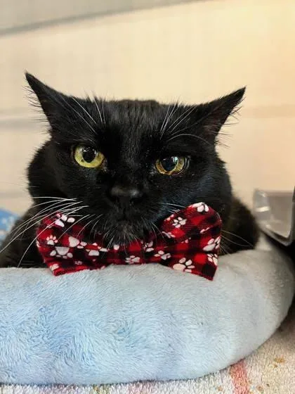 Luna Roo thumbnail 3