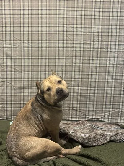 An adult medium-sized male Pit Bull Terrier dog named Hercules for adoption in Columbus, IN