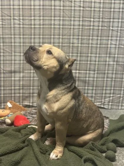 Hercules thumbnail 3