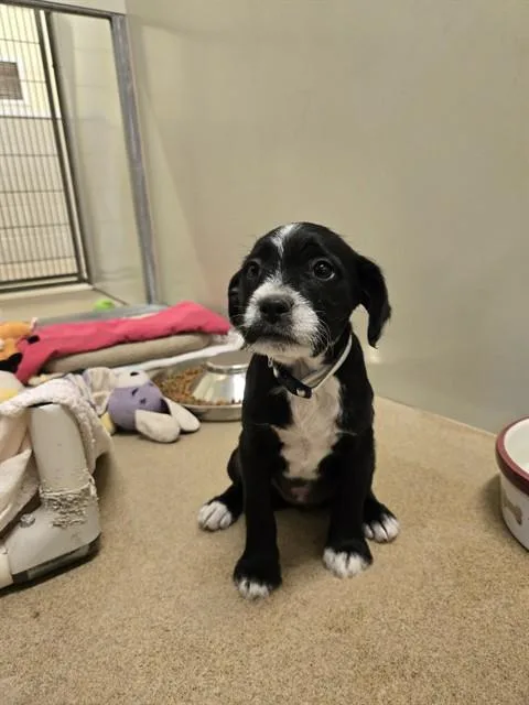 A baby small-sized female Bearded Collie dog named Nikki for adoption in Santa Maria, CA