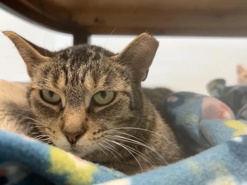 Sassafras thumbnail 2